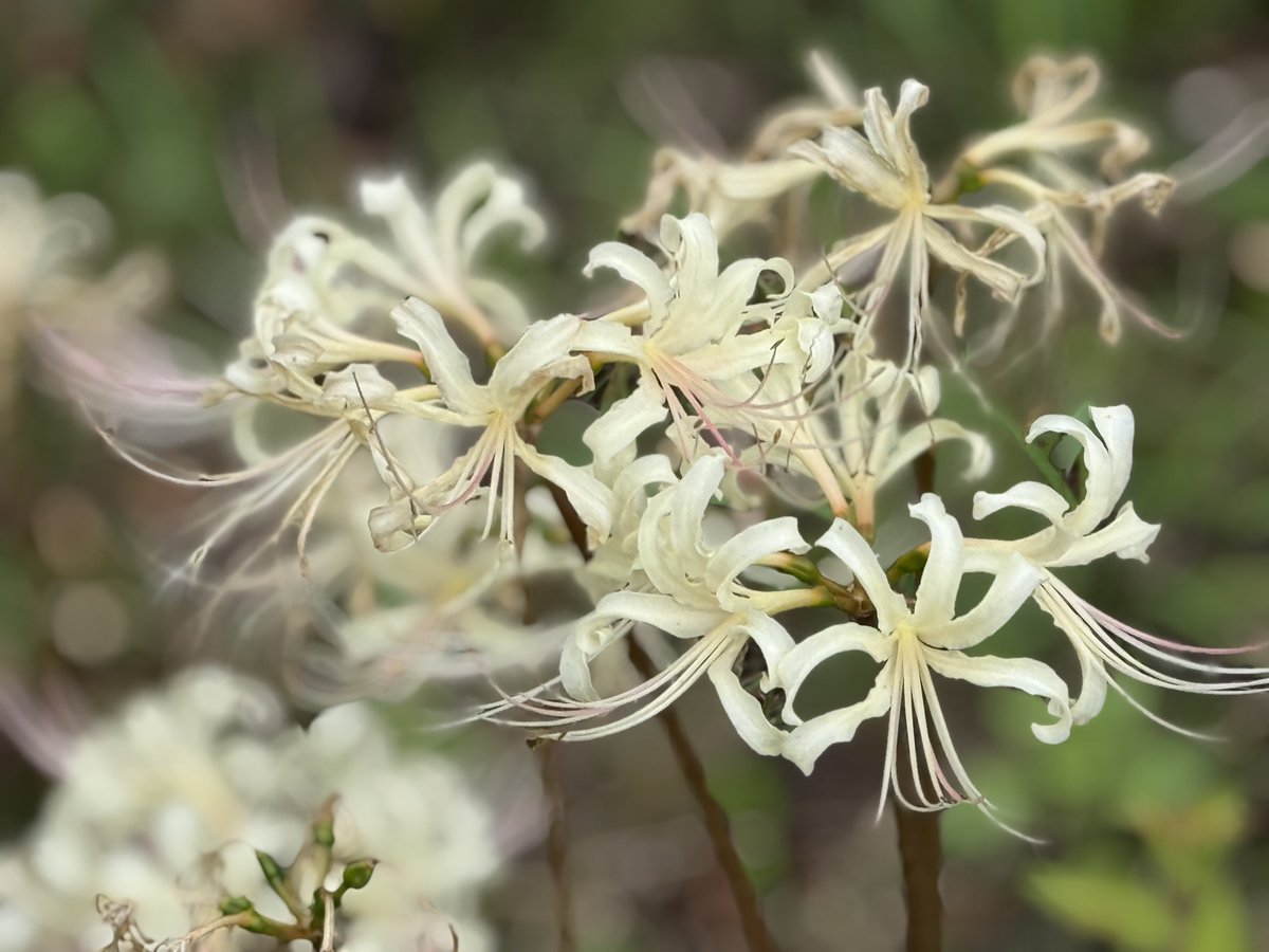 msmCh_108's tweet image. #彼岸花 #曼珠沙華 
#TLを花でいっぱいにしよう