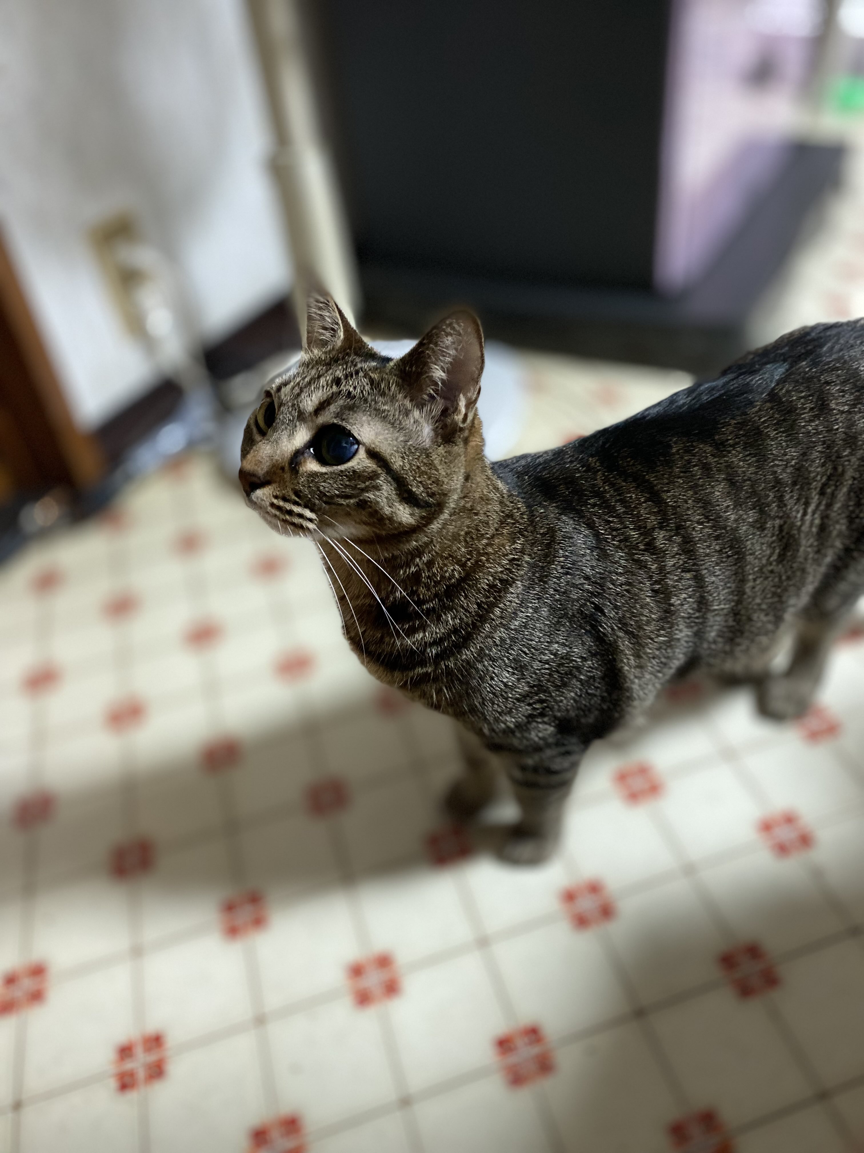 駒♀(キジトラ) 花♀(三毛猫) on X: 