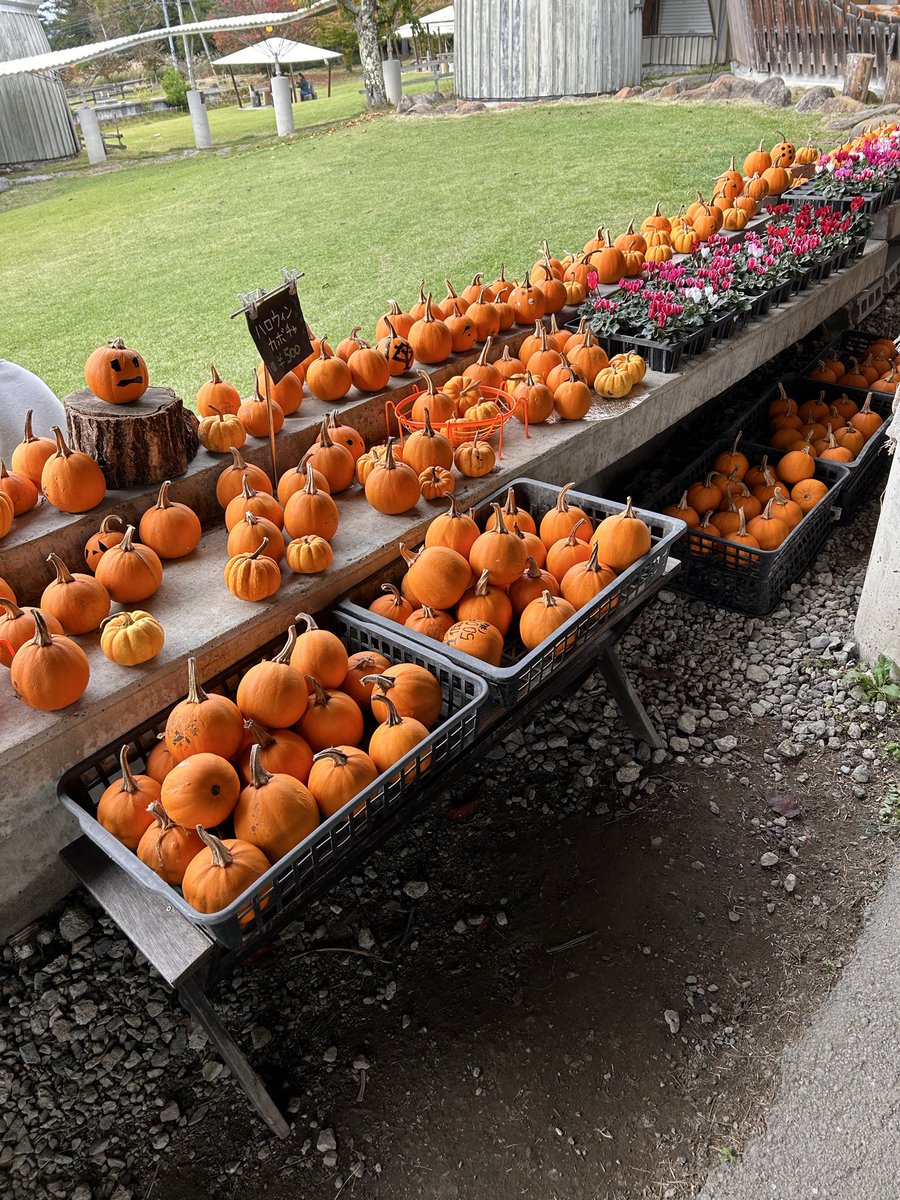 hukulou20221226's tweet image. 今年はかぼちゃ🎃
品薄らしいので少し遠出して🚗

#八ヶ岳
#八ヶ岳農業大學校
#ハロウィン