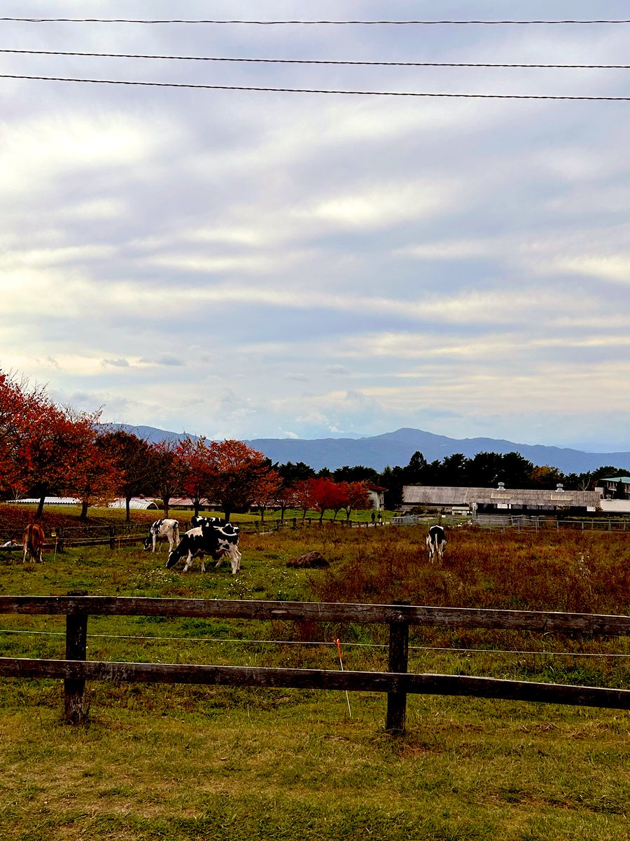 hukulou20221226's tweet image. 今年はかぼちゃ🎃
品薄らしいので少し遠出して🚗

#八ヶ岳
#八ヶ岳農業大學校
#ハロウィン