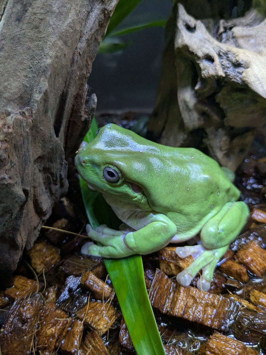 ポメ様♡ Mickey&Gon新座店 アクアリウム＆エキゾチック on X