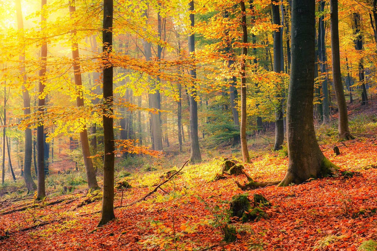 A_AMilne's tweet image. &quot;The earth had always seemed alive, the living home of countless plants and animals. Lying upon it she could feel it holding her up, powerful and reassuring beneath her body. Pressing her hands against it she could feel the living earth press back.&quot; ~C.R.Milne #SundayThoughts
