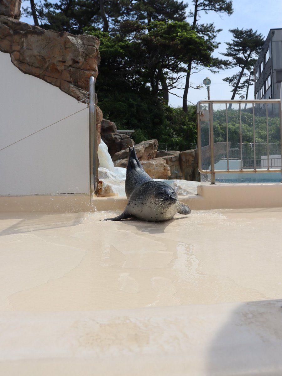 echiaqua's tweet image. すいーっ！華麗に登場🦭
ご飯の時間です🌟

#越前松島水族館 #水族館 #アザラシ
