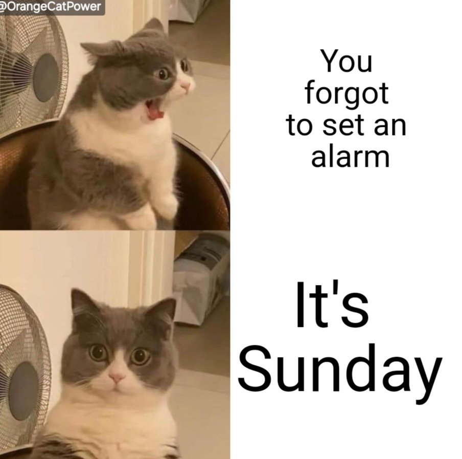 OrangeCatPower's tweet photo. Exactly 🤣 💯 

#CatsOfX @orangecatpower @X #sundayvibes #WeekendKaVar #Caturday https://t.co/6DESVG75tR