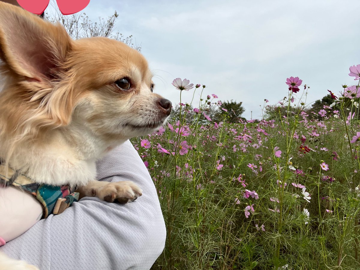 iiinunnneko's tweet image. 小金井公園にお散歩に来た🐾秋桜と良いフォトスポット発見💡で人間が大興奮😆♡可愛く撮れた📸✨だけど写真はやっぱり嫌いなのであくび🥱はセットです😓
＃小金井公園
＃コスモス
＃秋桜
＃チワワ
＃写真は嫌いだよ