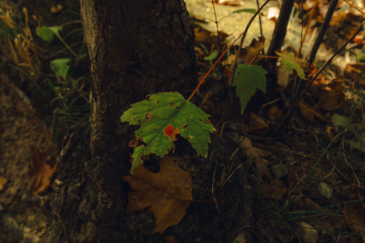 JesseCanady27's tweet image. 