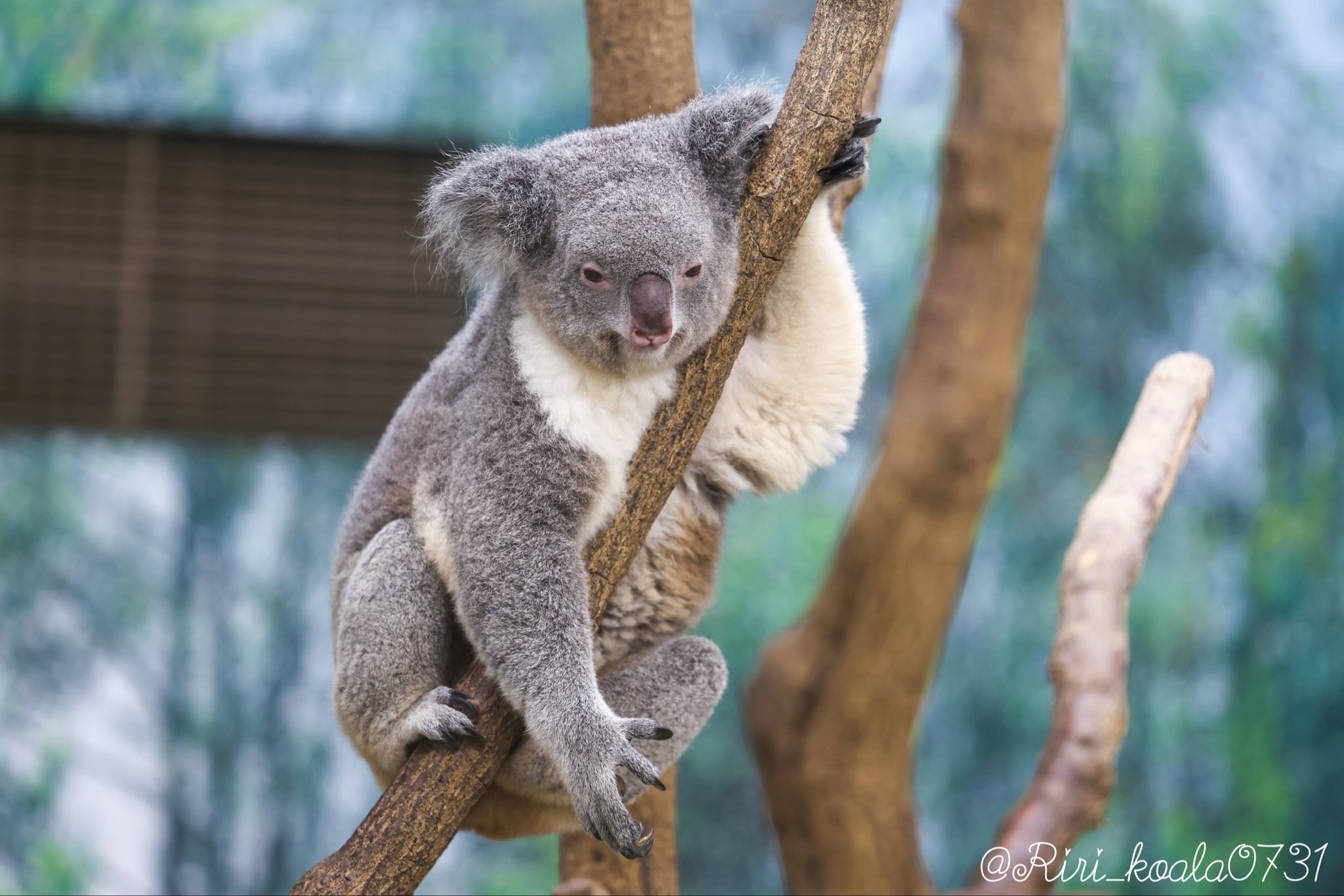 コアラ 鹿児島市平川動物公園 on X: 
