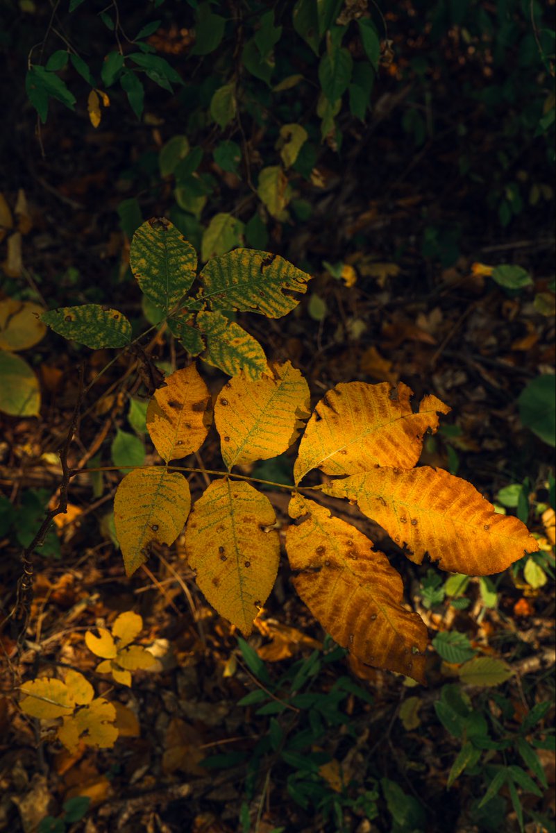 JesseCanady27's tweet image. 