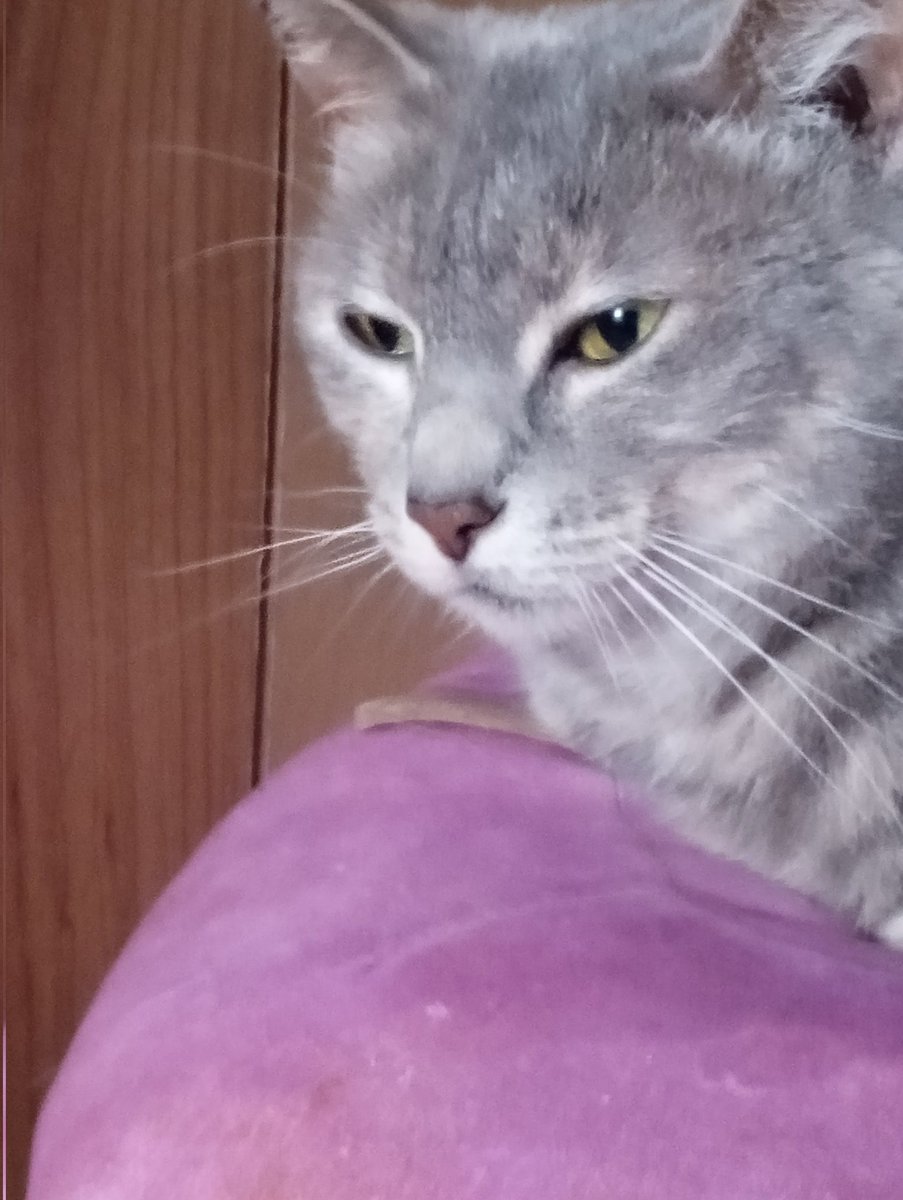 timely_Lucia's tweet image. Everybody say happy birthday to my daughter crashers it&apos;s her birthday and she&apos;s turning 1 years old totally she&apos;s totally not a full grown cat she&apos;s just my newborn baby🎂