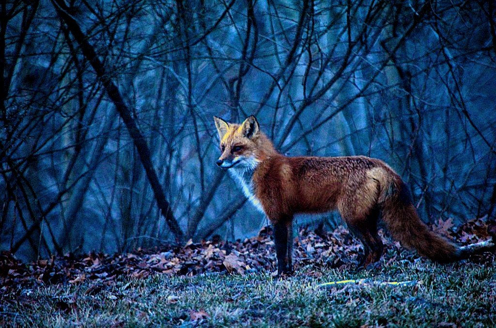 Fox in ēfenglōme (A fox in the evengloom)