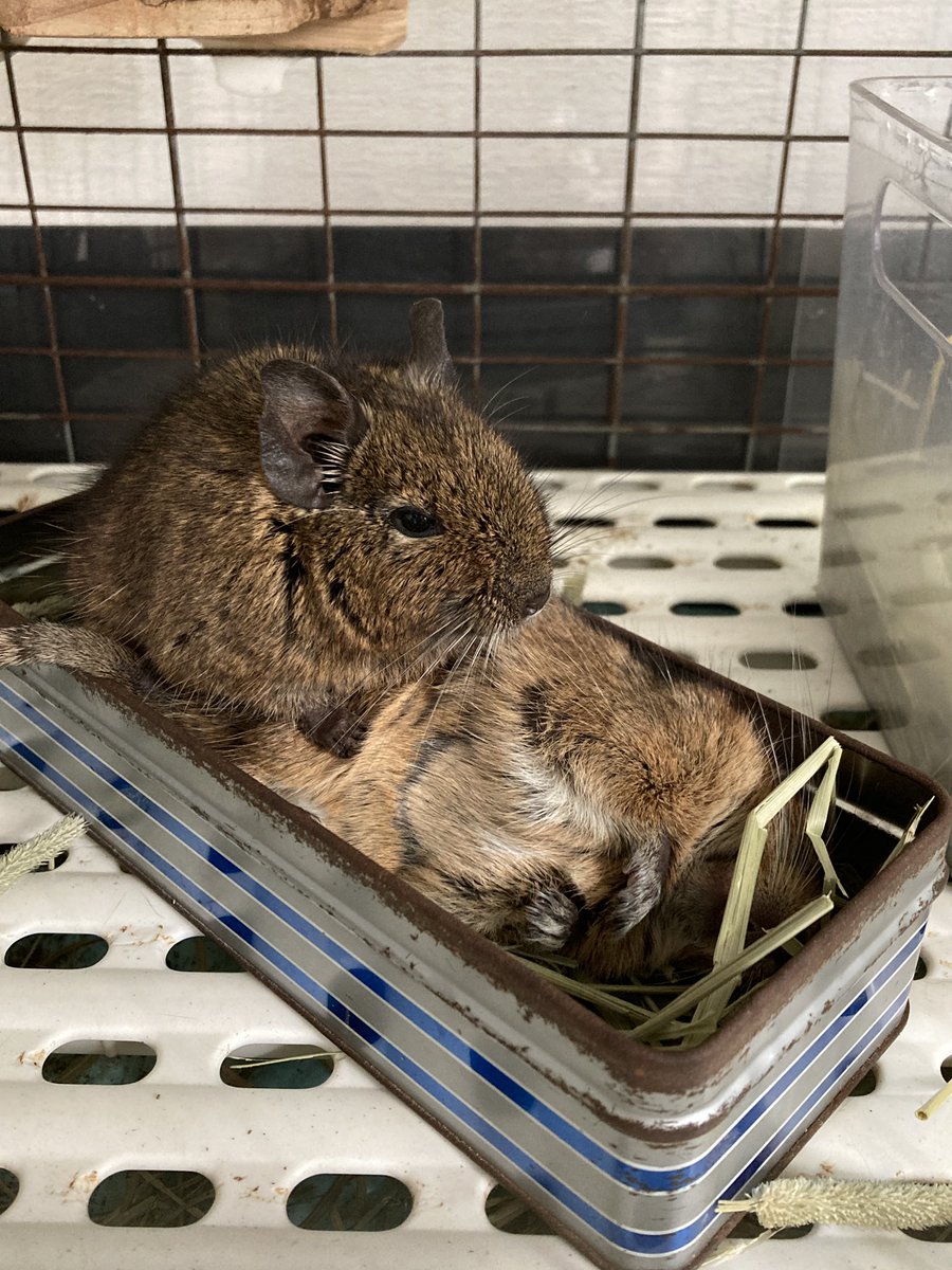 今までに4匹のデグーと暮らしてきましたが、お腹に換毛線が入るのは六花が初めてです