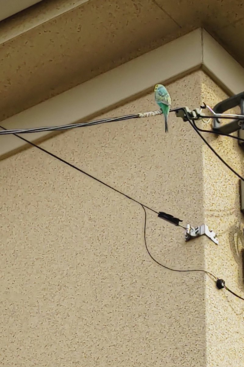 #印西 インコ逃げた人いますか？武西学園台の公園付近にいました