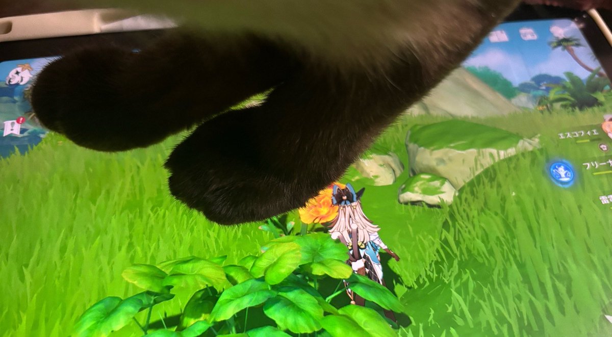 先日猫様が天国に行ったのですが、それから数日間、家族が新しい猫を迎えようと私より動いていて怒涛の展開です これはゲーム中に踏まれた写真です