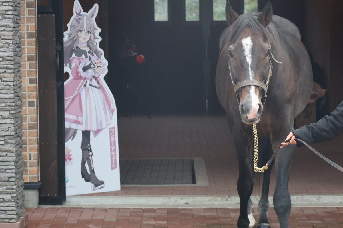 sametokaiuno's tweet image. アキュートさん、アキュートさんだよ※イベントにて撮影 #ワンダーアキュート