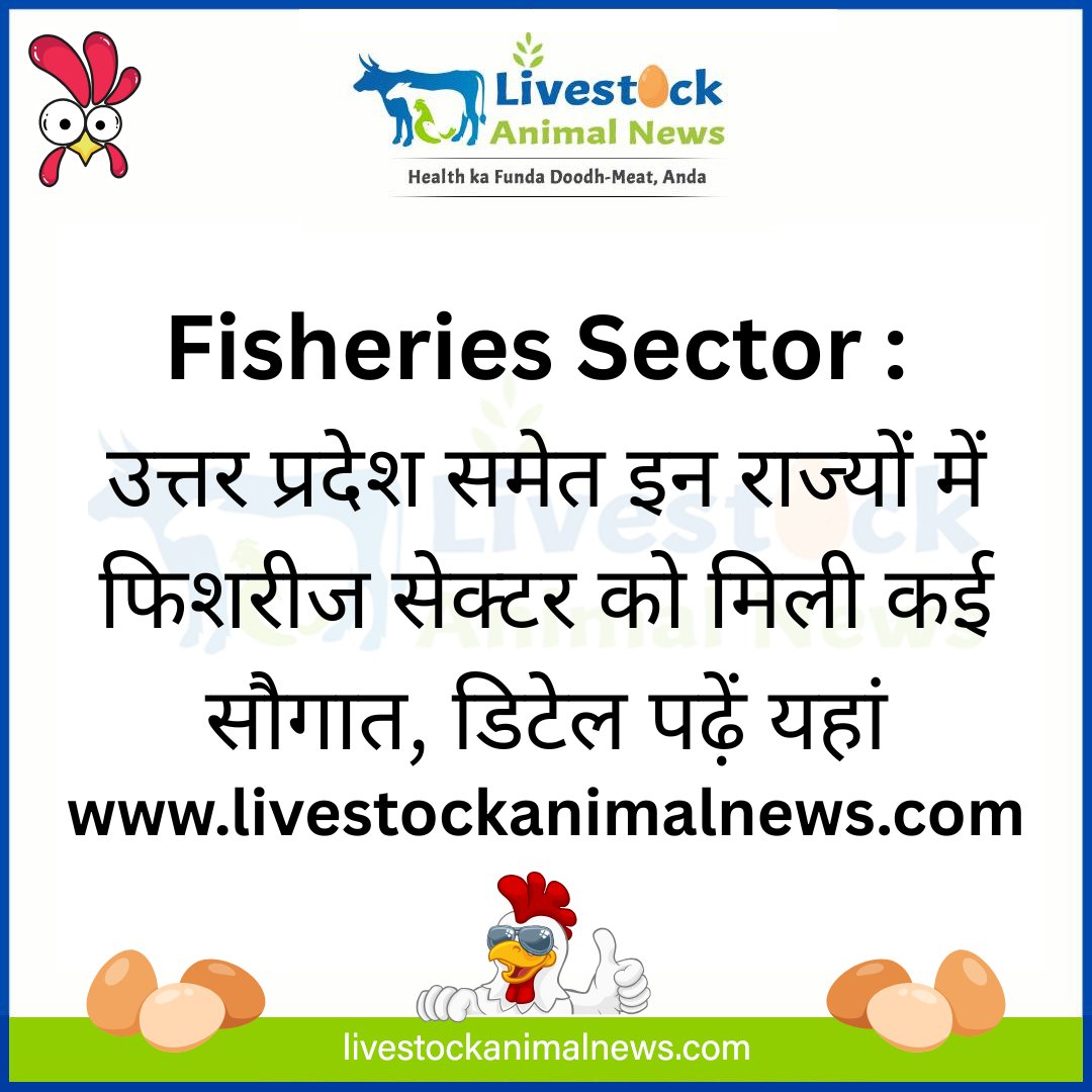 lsanimalnews07's tweet image. Fisheries Sector: उत्तर प्रदेश समेत इन राज्यों में फिशरीज सेक्टर को मिली कई सौगात, डिटेल पढ़ें यहां

livestockanimalnews.com/fish-news-fish…

#ShubhKaamna
#JayaprakashNarayan
#Haryana