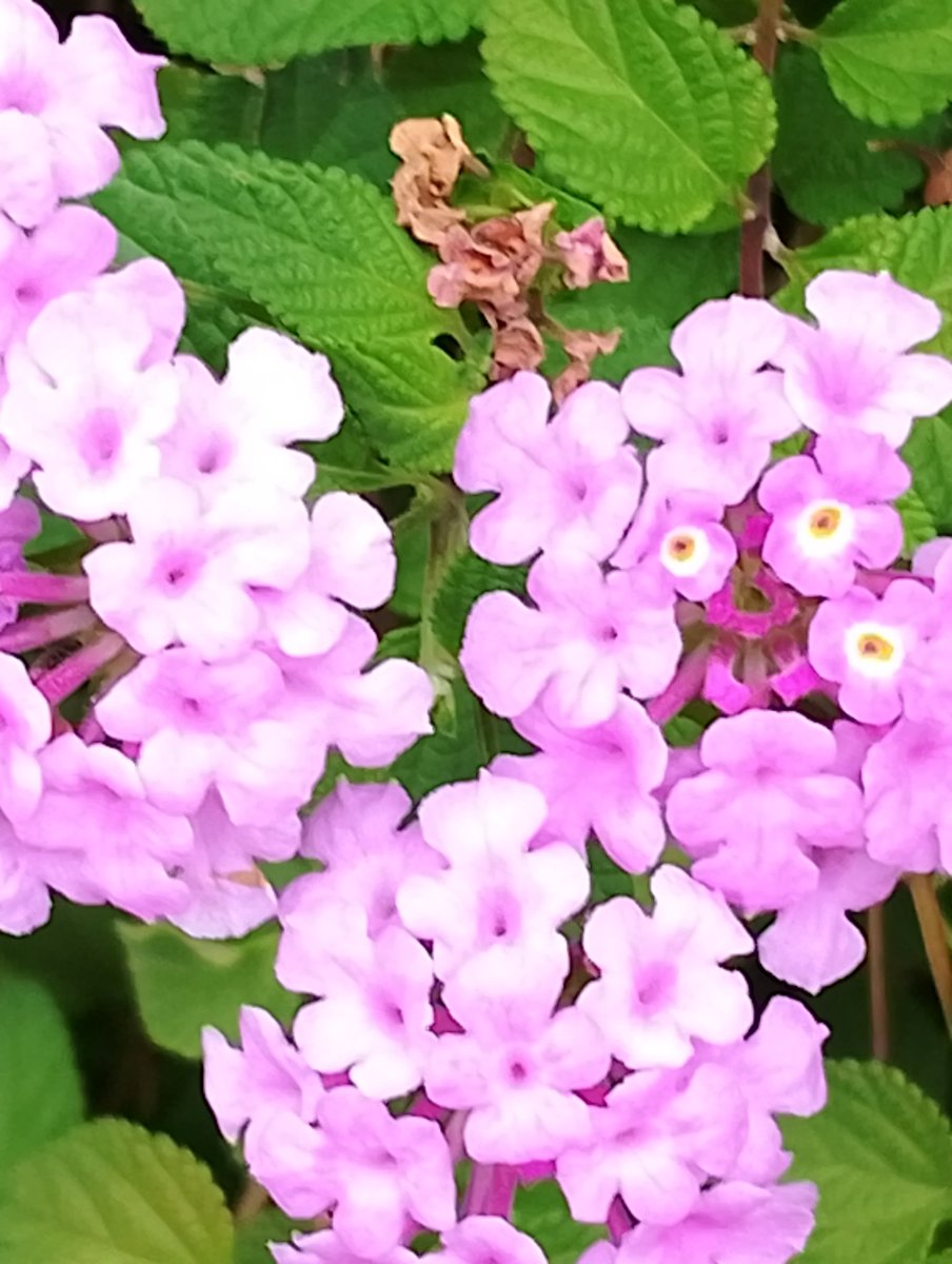 lovetankko's tweet image. こんにちは😊🍁

10月12日（日）の岡山南部は曇り時々雨☁️🌧️
最高気温29度🌡️と少し蒸し暑くなりました😅

昨日今日と地元の秋祭りです✨🌾

義弟夫婦は義母の面会に一緒に行ってから帰路につきました🚐
母が元気そうで安心してました👍🙆🎶🍀

私はちょっとひと休み😴…