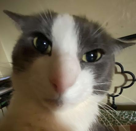 SoggerBot's tweet image. i don't know man, dancing cats has been acting very suspicious lately