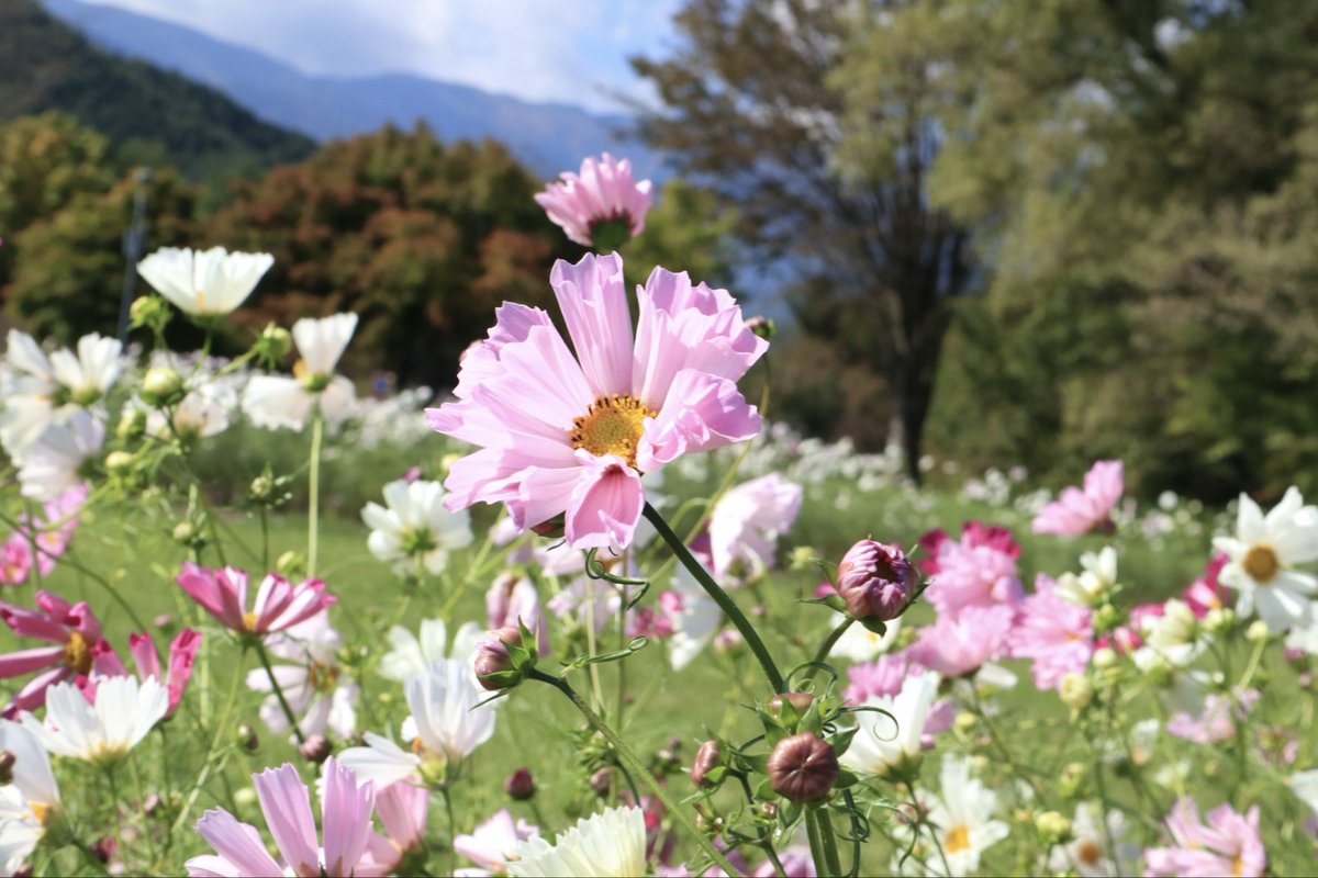 国営アルプスあづみの公園 堀金・穂高地区 on X