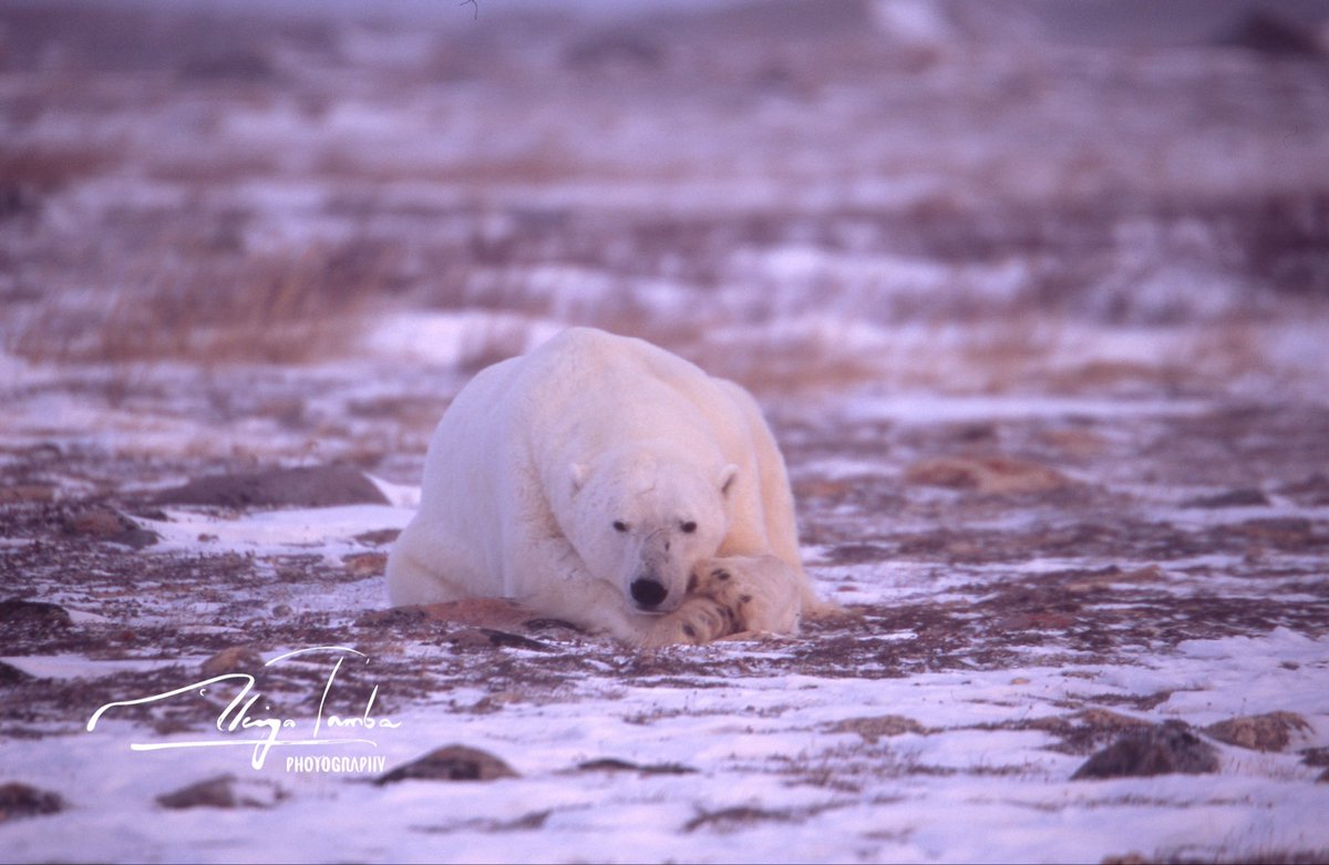 AkiyaTamba's tweet image. ねもい…

#polarbear #wildlife #hudsonbay #churchillmb #chill #sleepy #nature #シロクマ #しろくま #ホッキョクグマ #ねもい #眠い #おやすみなさい #うとうと #人間中心主義者には何を言っても話が通じなくて失笑するしかない #人間はめんどくさい #めんどくさい人は大嫌い #モフモフ #かわいい