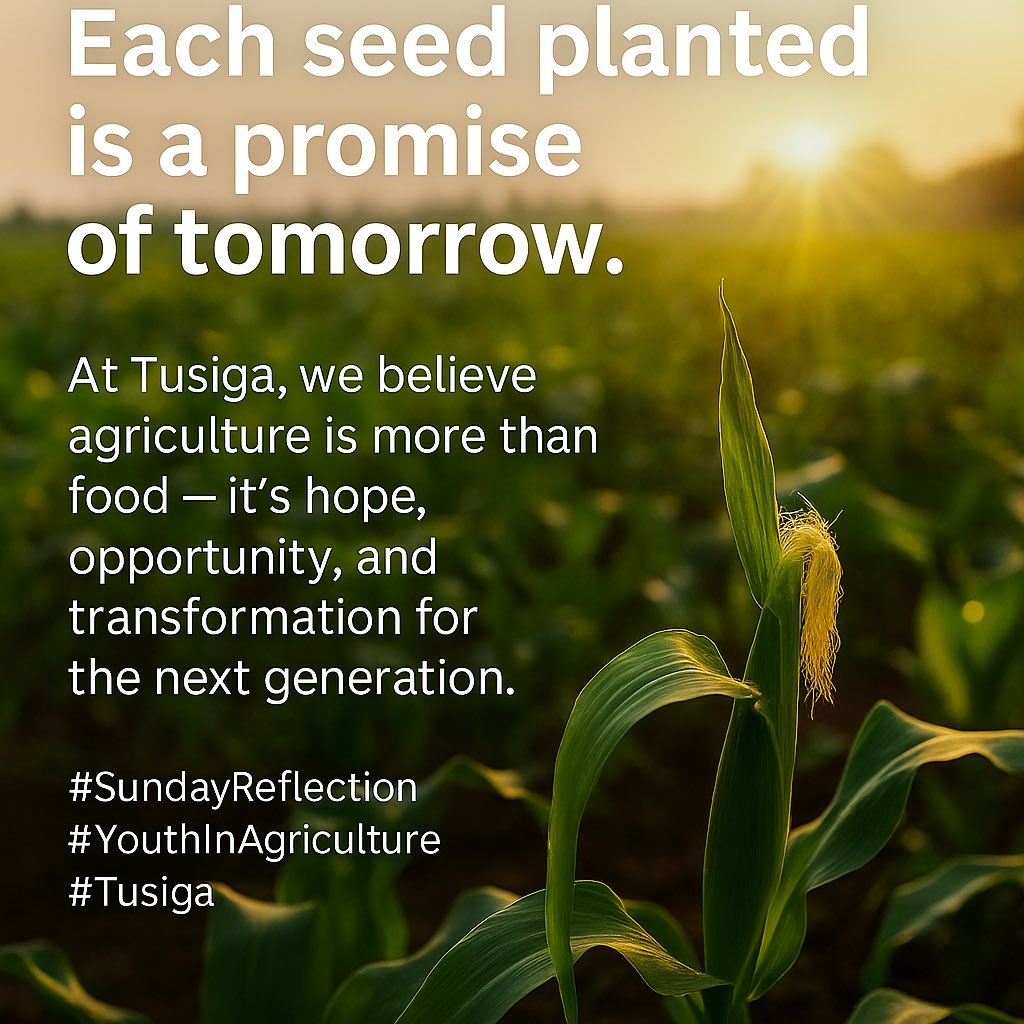 TusigaAgric's tweet photo. 🌱 Each seed we plant carries a story of hope, growth, and resilience.
At Tusiga, we believe in turning effort into harvests and dreams into reality.

#TusigaAgriculture #FoodSecurity #YouthInAgriculture https://t.co/AQxOzS29jM