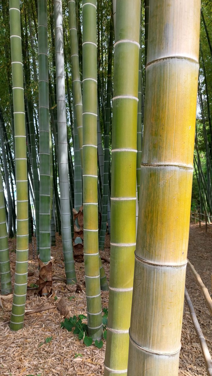HettieZurMuhlen's tweet photo. Japan kent veel bamboe, de lichtval is er vaak prachtig: vaak genietend doorheen 🚶♀️gelopen 🚶♀️#fot_O_ktober #boomstammen
@jolandabrwr #japan #bamboe https://t.co/tegfRQR4cC