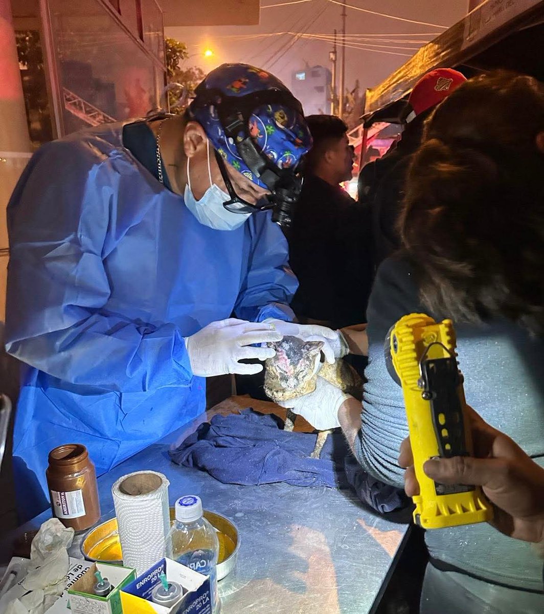 #URGENTE 🇵🇪
Se necesita ayuda veterinaria en Pamplona Alta (SJM).
No se requiere dinero, sino veterinarios, transportadores, agua y gasas.
Solo el Dr. José Solís está atendiendo a los animalitos heridos.
📍 Paradero 14, por la B – Pamplona Alta.
#SJM #Incendio #AyudaAnimal #Perú