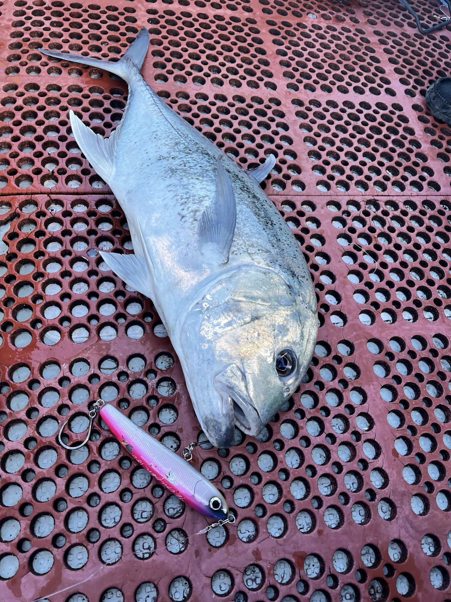 まりもページ まりもまも (@marimomamo073) / Posts / X