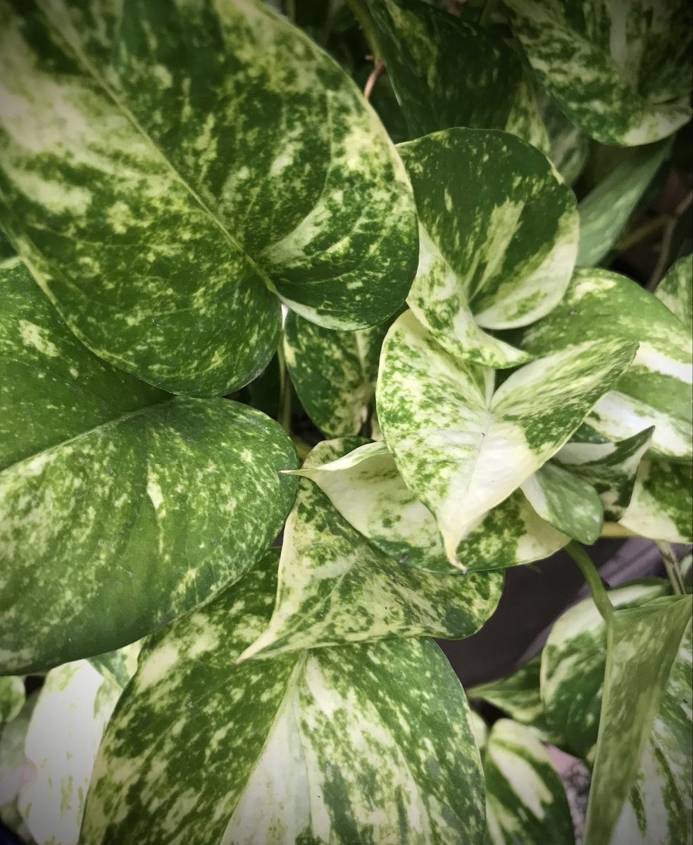 今日は３年以上手入れせずの
クリスマスローズ
汗だくでメンテナンス💦
また元気になってね🍀

朝晩涼しくなってきたから
外管理のポトスはそろそろ
屋内かな🪴