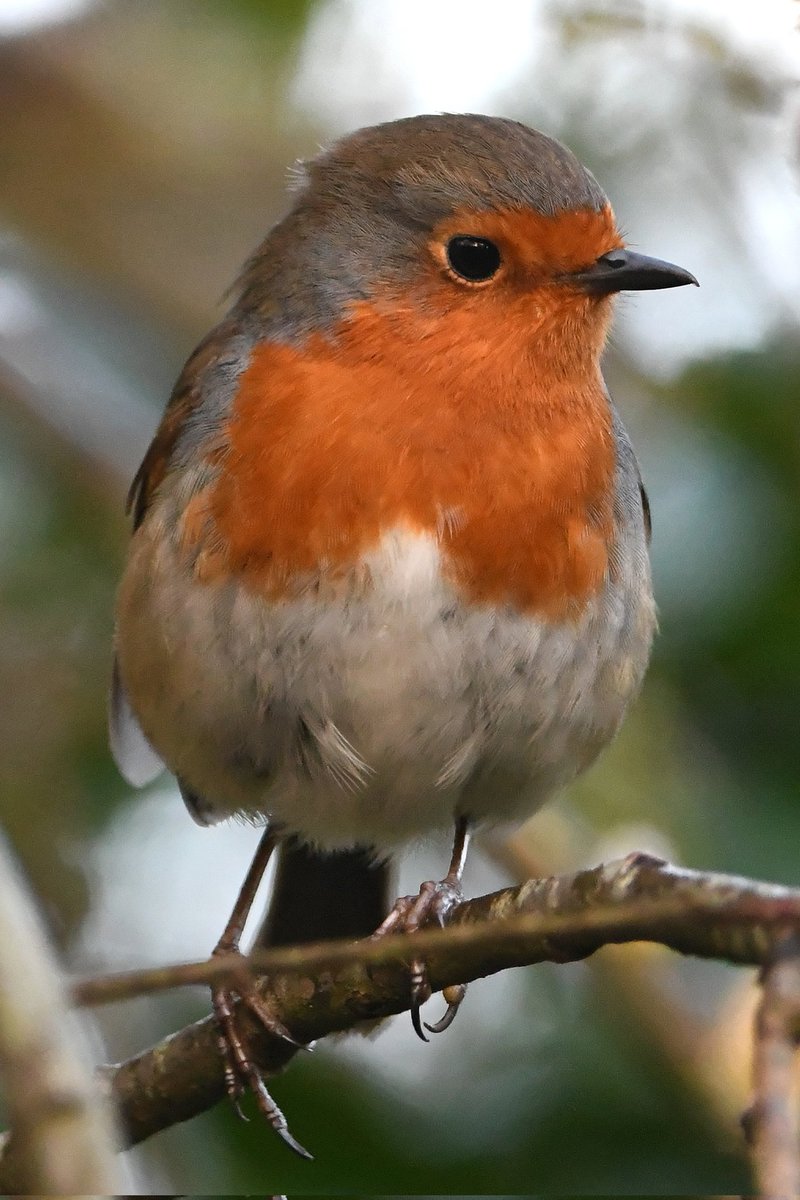 nealesmithworld's tweet image. Robin 
Bude Cornwall 〓〓
#Bude #Cornwall 
#Robin