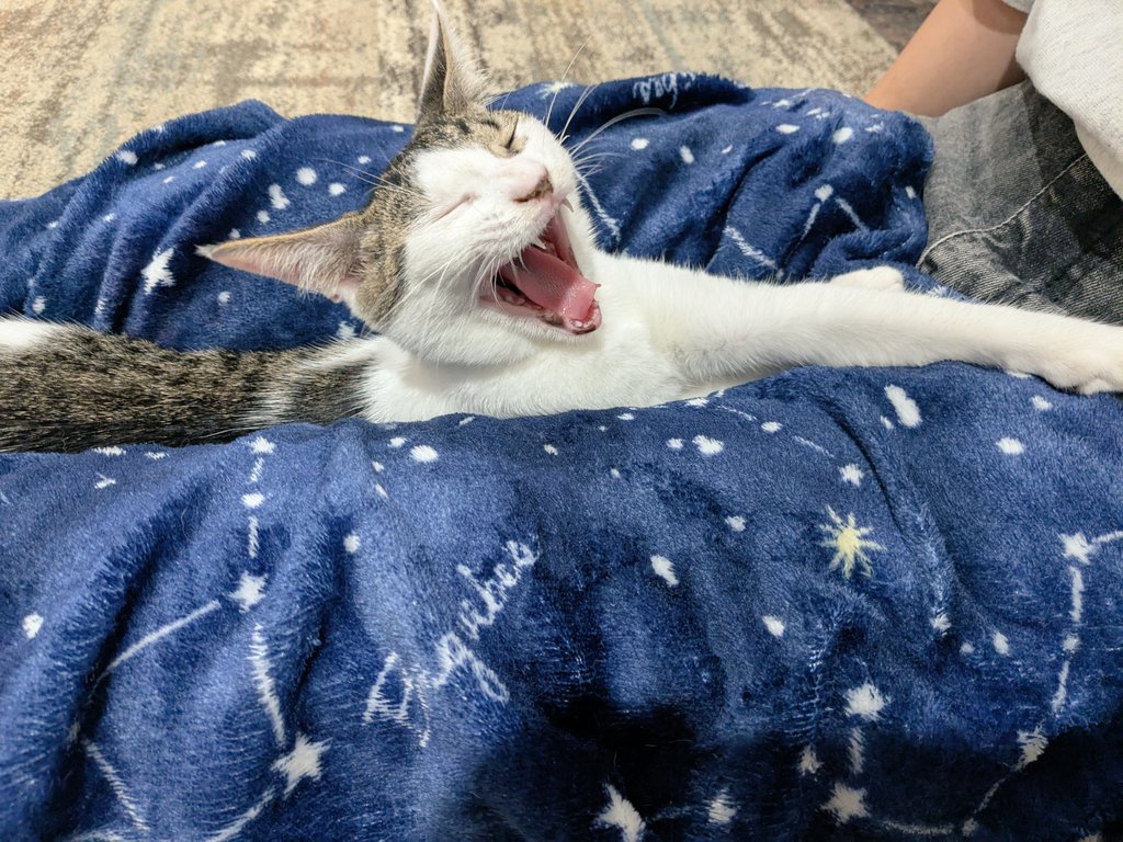 みゃくちゃんは人が大好きです😺
寝たい時はお客様のお膝へ♥️

お昼寝させて頂きました✨
しっかり寝ると２時間くらいは起きないので、
優しいお客様は起きないようにみゃくファーストで本当に本当にありがたいです🙏😍
#きゃりこ吉祥寺　#保護猫カフェ
#みゃく　#万博三兄妹
#子猫　#膝乗り猫