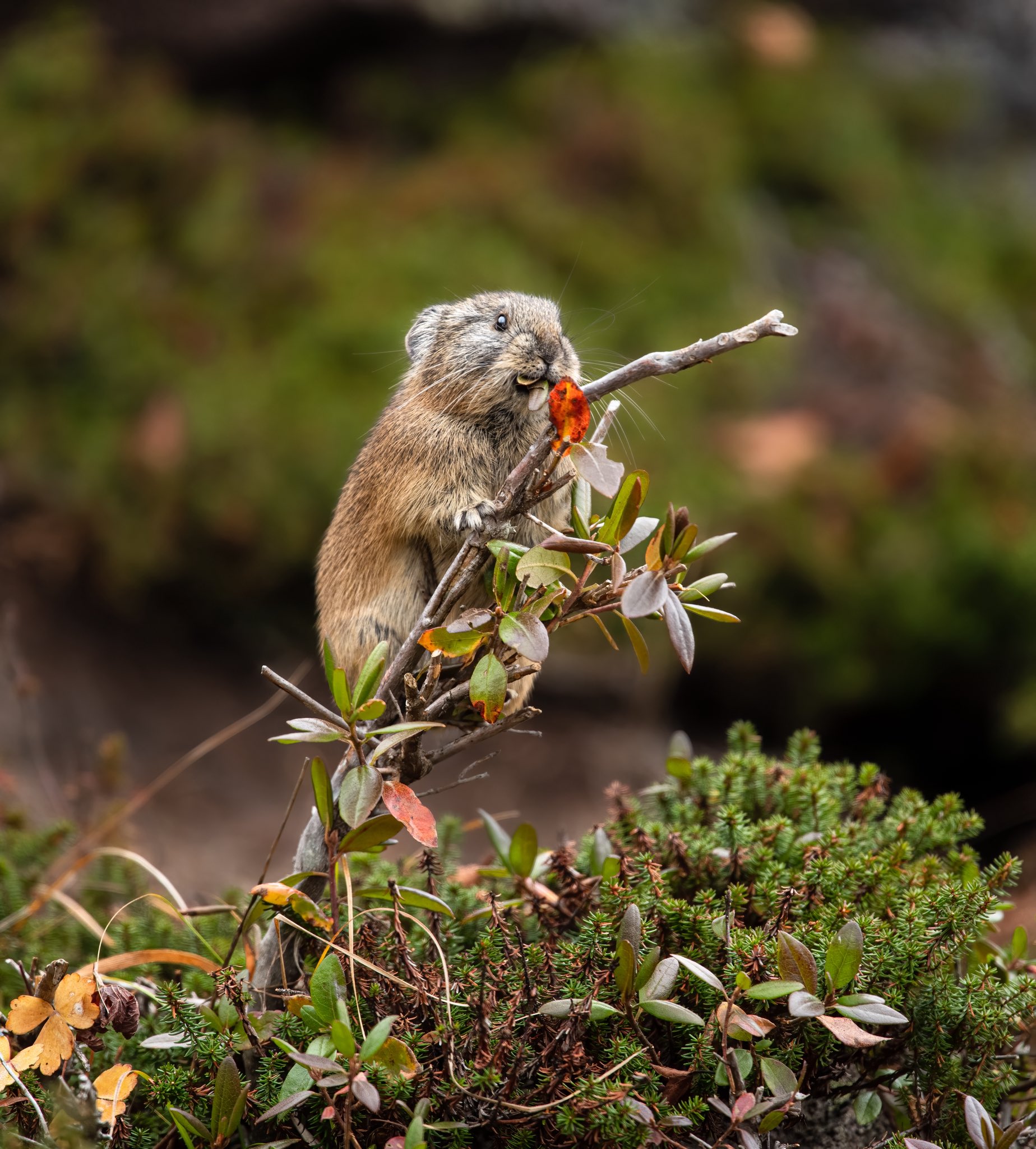 うさうさき♥3点おまとめ♥⁠◍⁠•⁠ᴗ⁠•⁠◍⁠)⁠❤ もち on X: 