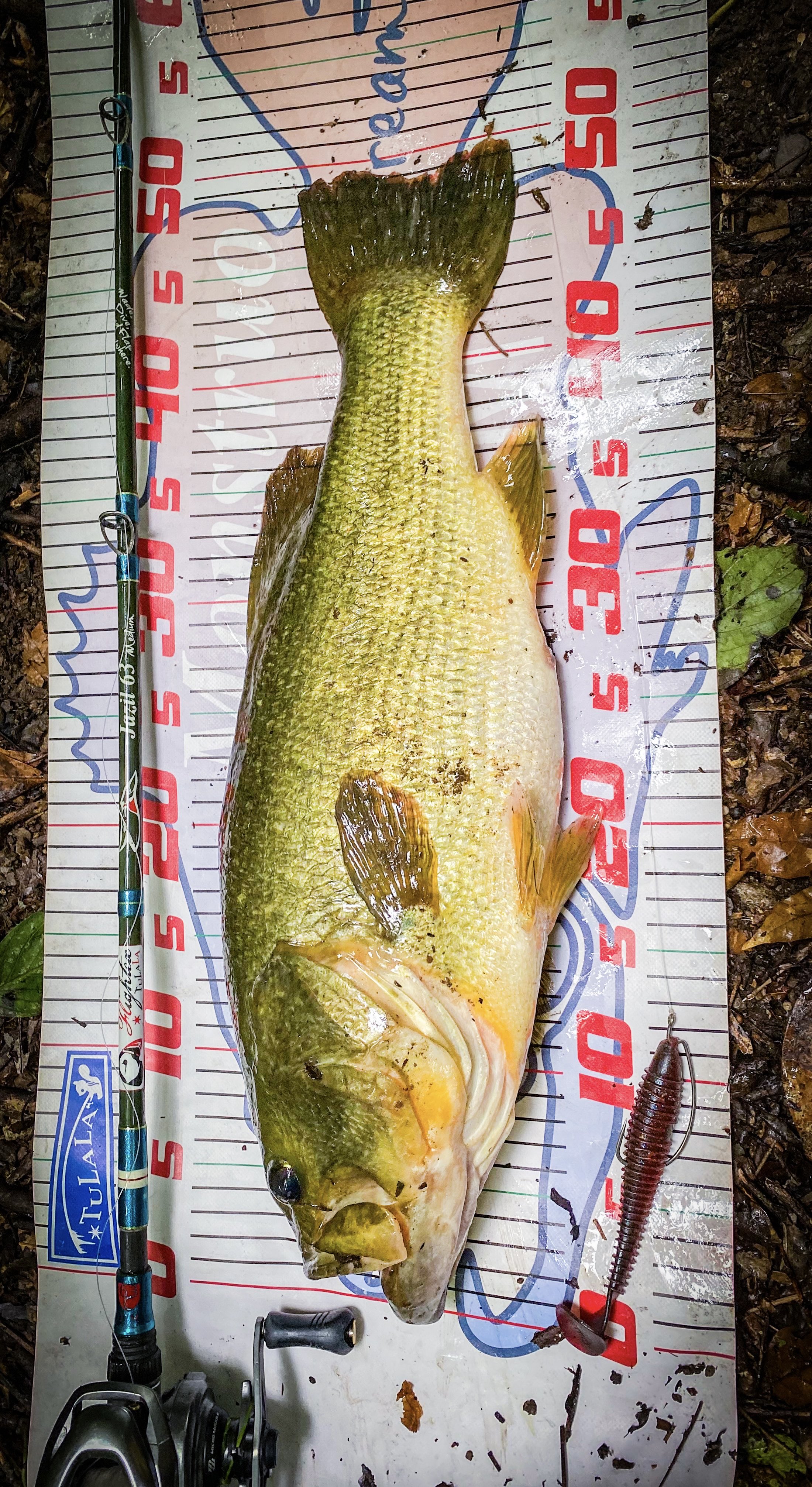 しゃけさんページ しゃけ@ぜろねちゃんねる on X