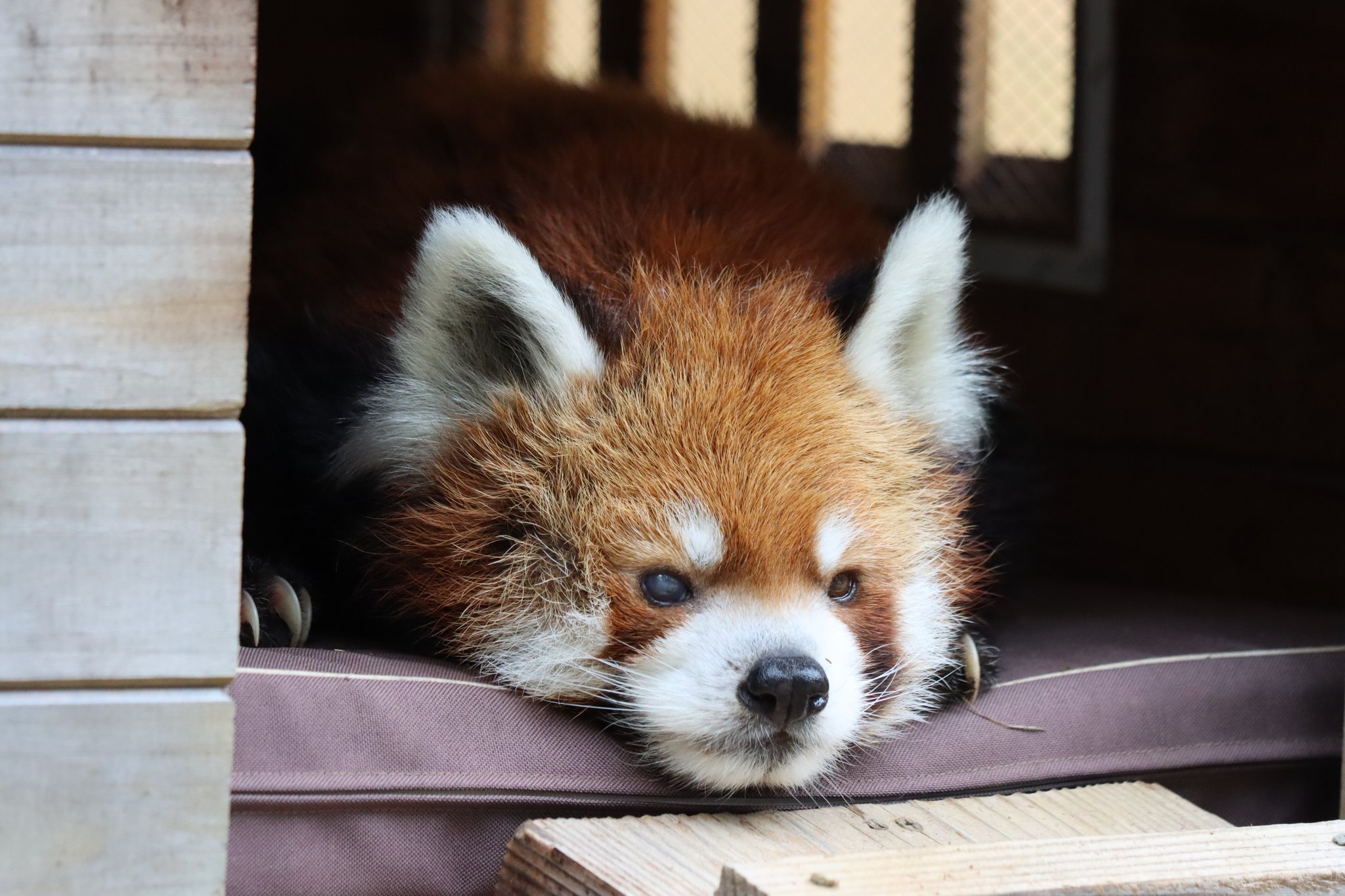 【レッサーパンダ】【2点まとめ】 りつ (@rits62713) / X