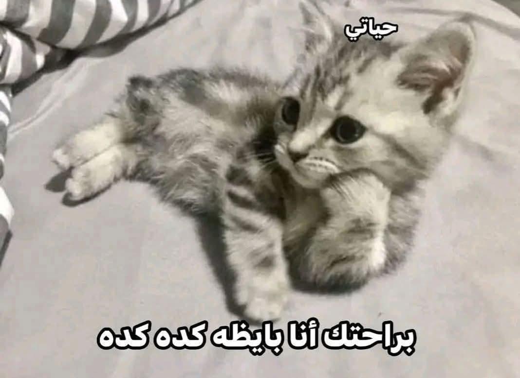 Moolmool628N's tweet image. لما اجي آخد قرار غلط ف حياتي :🤭