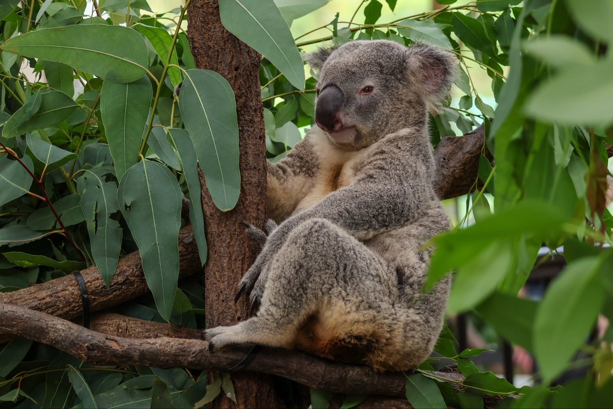 love2koala's tweet image. あぁアラタか。
#コアラ 
#アラタ 
#平川動物公園