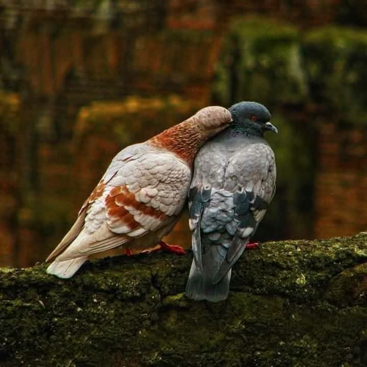 پسندیدہ شخص سے ایک خوشبو آتی ہے جو اسکے علاؤہ کسی اور سے نہیں آتی❤️