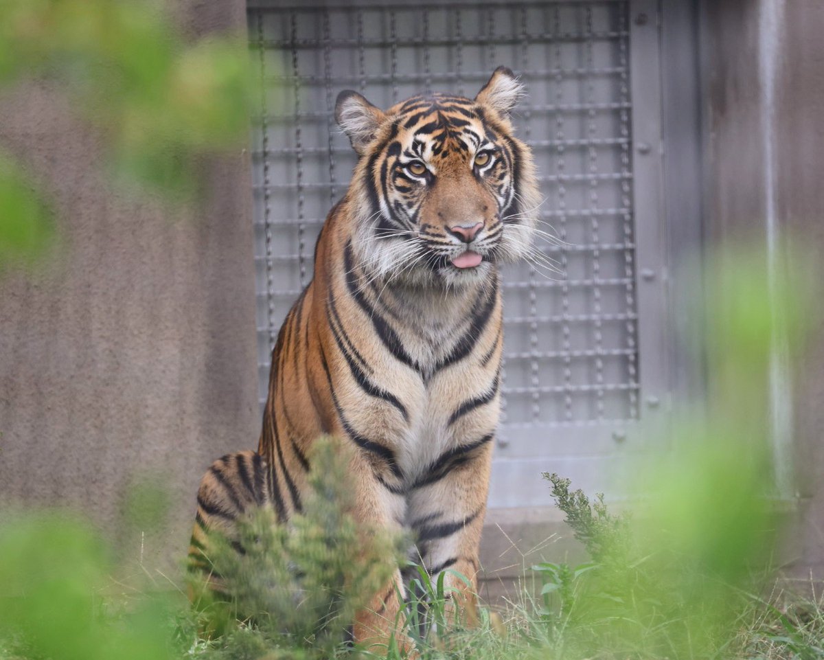 higashiyama5555's tweet image. 可愛い お座りマクムル🐾

＃東山動植物園　＃スマトラトラ