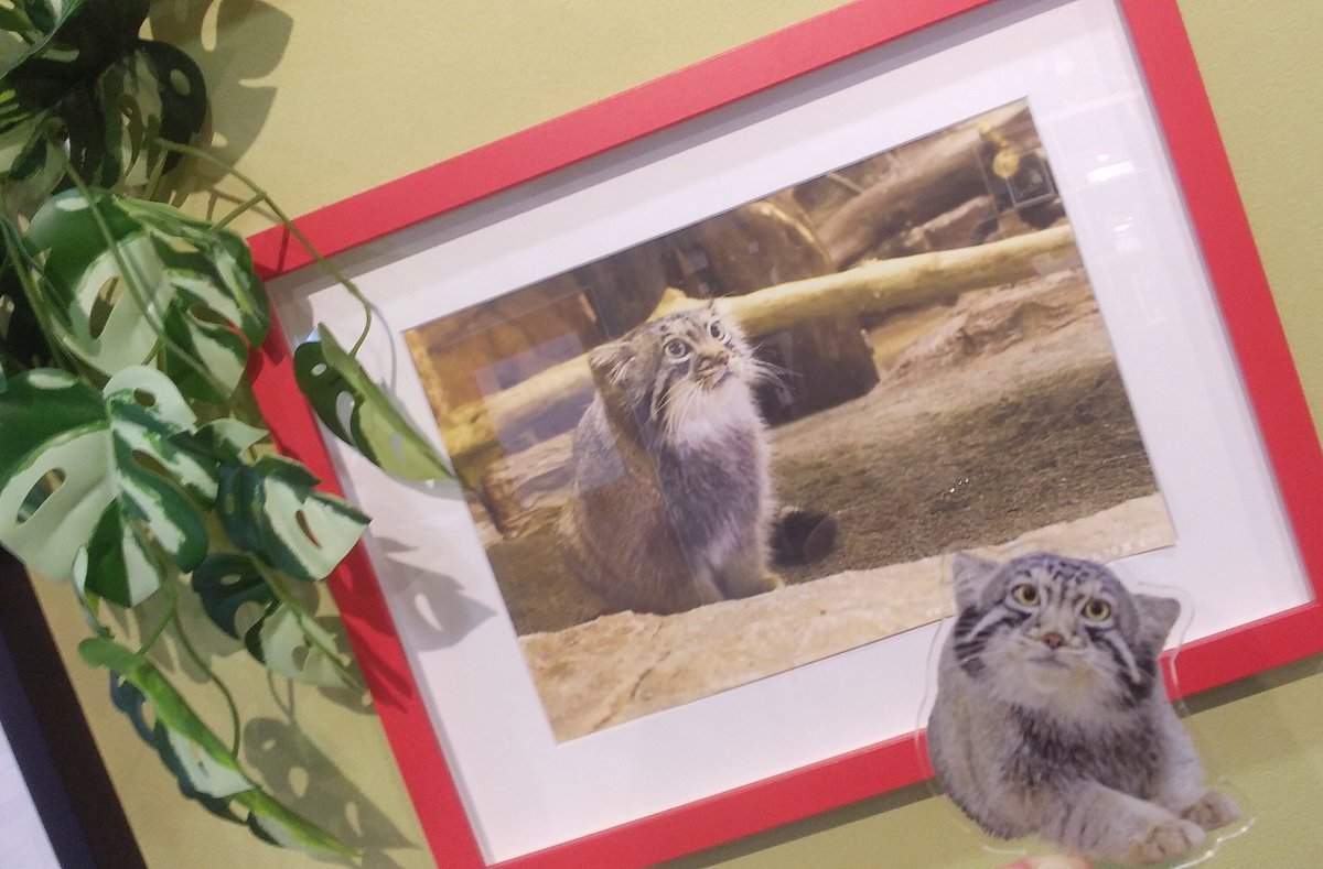 このポリたんは
アクスタのナゴムくんより
幼くみえるけど
真っ直ぐな目線の先は
ボルくん？かな

ヒストリー展、
もう一度観たくて来国
#那須どうぶつ王国
#マヌルヒストリー展 
#マヌルネコ 　
#ポリー 
#貴方だけみつめてる 
#ありがとう