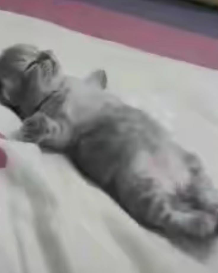 litz_lyn's tweet image. "tira bc deitado q da bom" meus bc deitado