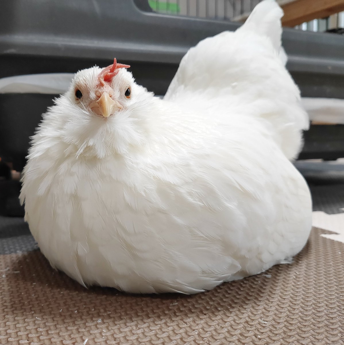 かわいい！！
すごく可愛い！！
翁のおヒゲは見るだけで栄養になるので
落ちたソフトクリームみたいな塩パンちゃんも見てよ🤗
そして思い出して🤗
栄養素の向上効果と言うやつや！

#チャボの塩パン