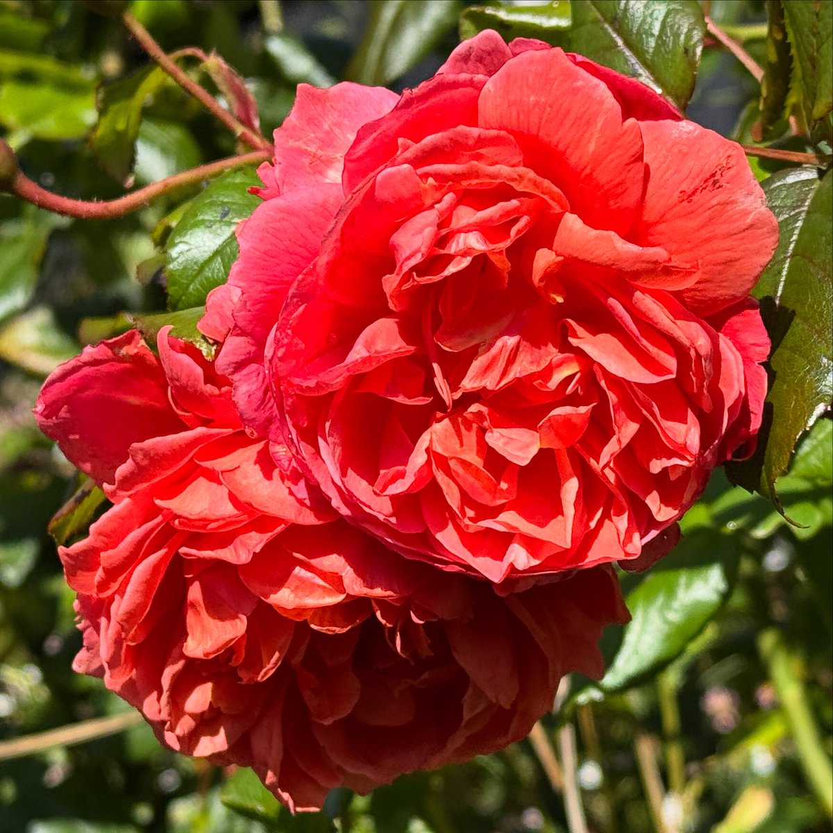 thomasjameswynn's tweet image. Rosa ‘Summer Song’.