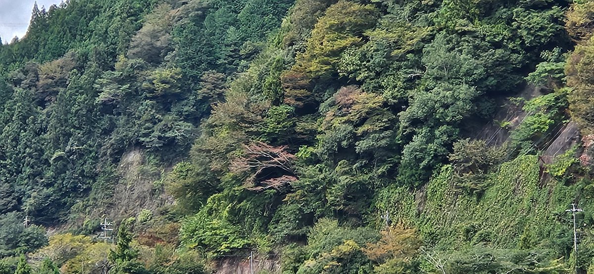 morisitbesu's tweet photo. 本日の豊根村みどり湖畔ゆるゆるウォーキング😄チラホラ色付き始め来月のみどり湖マラソン、ゆるゆるウォーキングの頃には彩りも華やかになってる事を期待してます🤗 https://t.co/mVjfFDeQiP