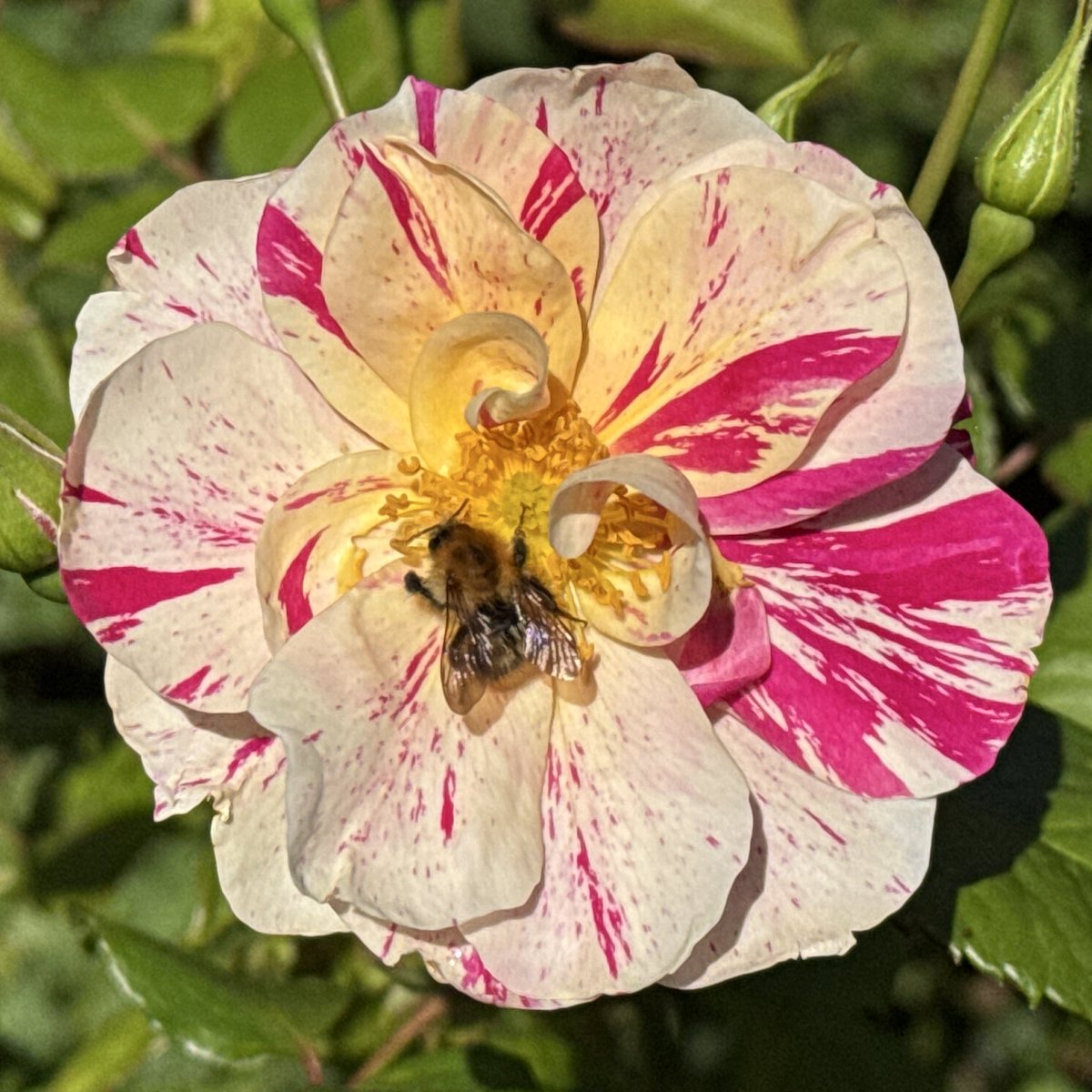 thomasjameswynn's tweet image. Rosa ‘The King’s Rose’.