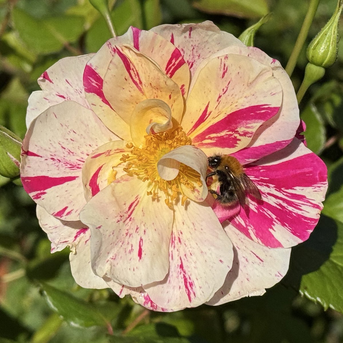 thomasjameswynn's tweet image. Rosa ‘The King’s Rose’.