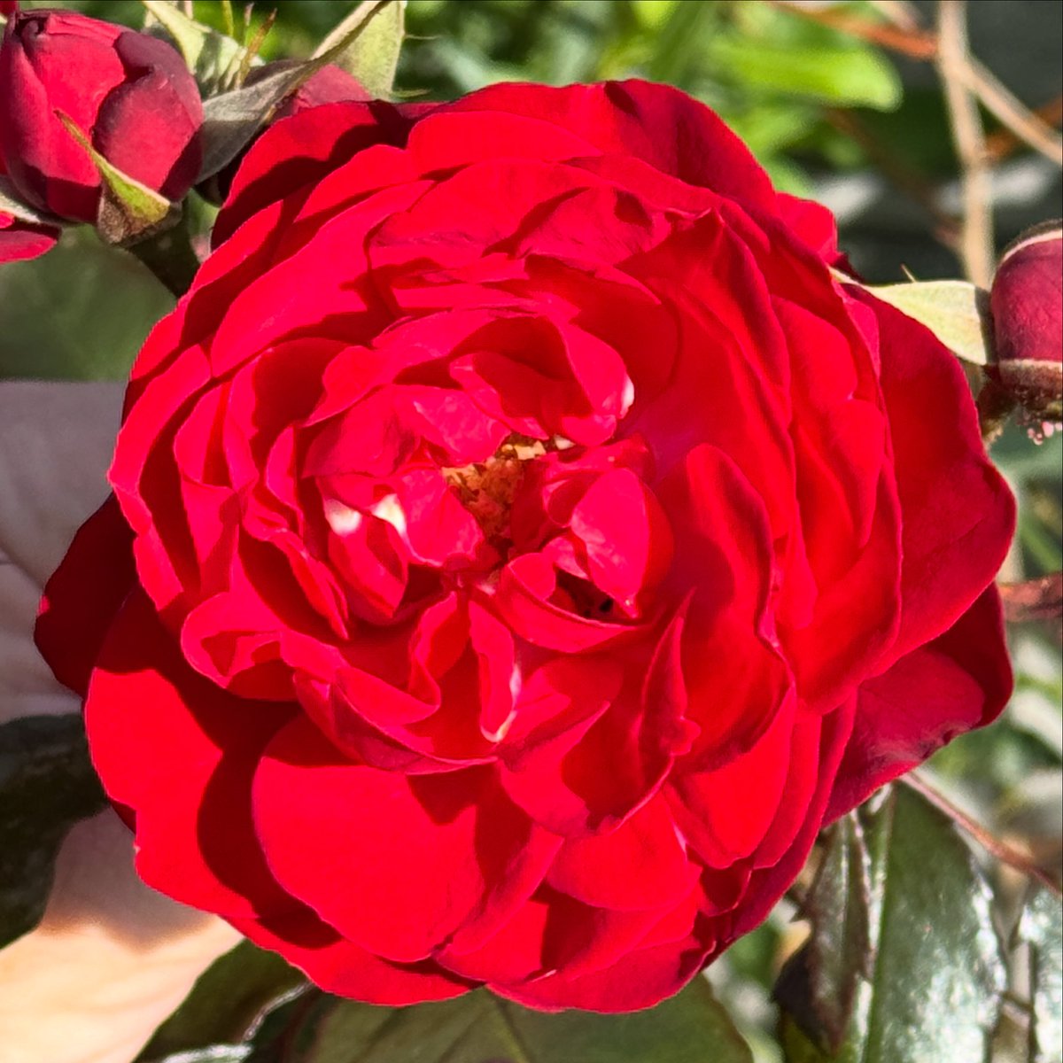 thomasjameswynn's tweet image. Rosa ‘The Times Rose’.