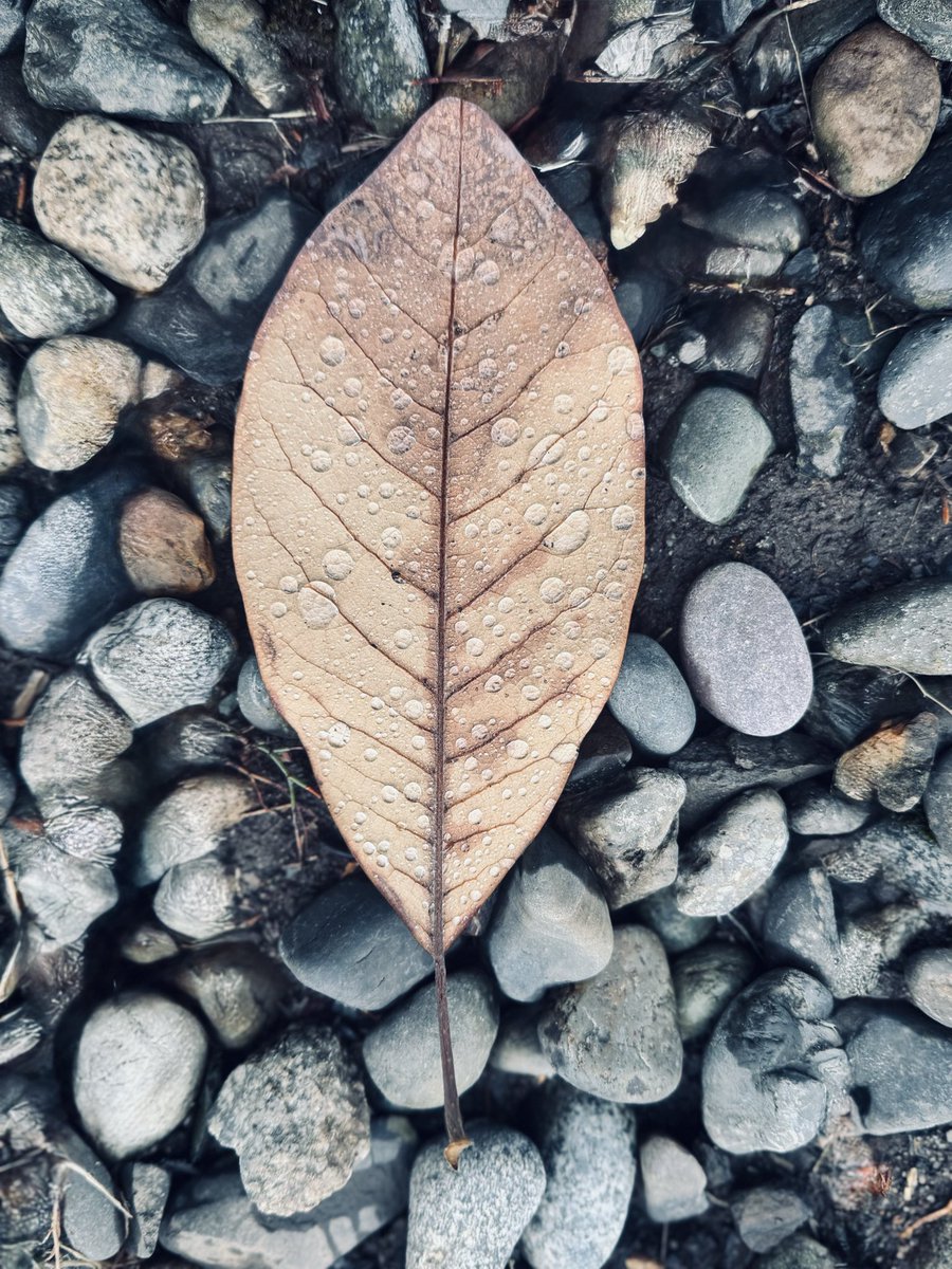rameshraliya's tweet image. 🍁 Change is beautiful.

Fall reminds us that letting go can bring the most stunning colors.

Embrace the season, embrace your growth. 🌟🍂

#FallInspiration #PositiveVibes #AutumnGlow #EmbraceChange #FallMagic