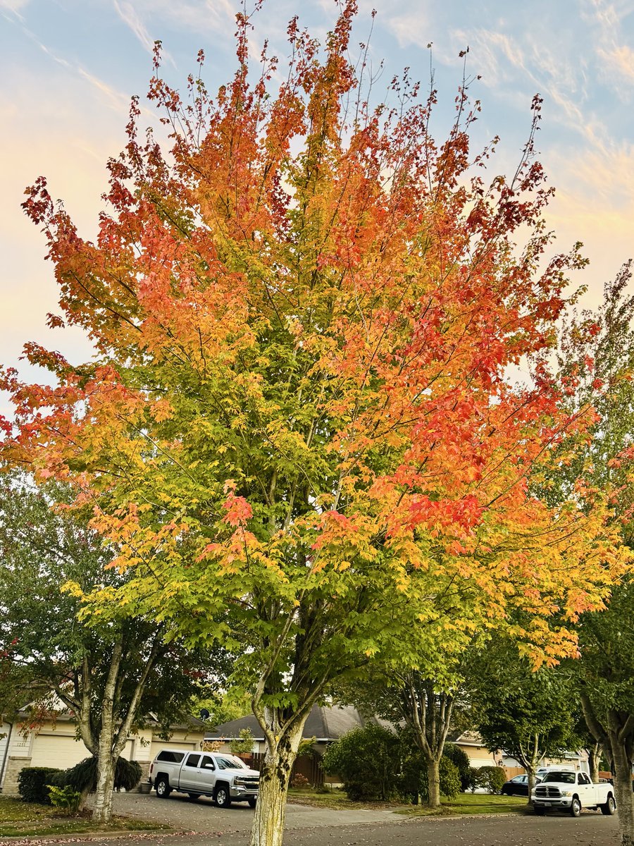 rameshraliya's tweet image. 🍁 Change is beautiful.

Fall reminds us that letting go can bring the most stunning colors.

Embrace the season, embrace your growth. 🌟🍂

#FallInspiration #PositiveVibes #AutumnGlow #EmbraceChange #FallMagic