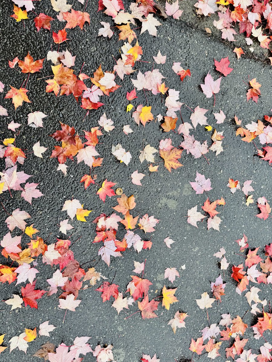 rameshraliya's tweet image. 🍁 Change is beautiful.

Fall reminds us that letting go can bring the most stunning colors.

Embrace the season, embrace your growth. 🌟🍂

#FallInspiration #PositiveVibes #AutumnGlow #EmbraceChange #FallMagic