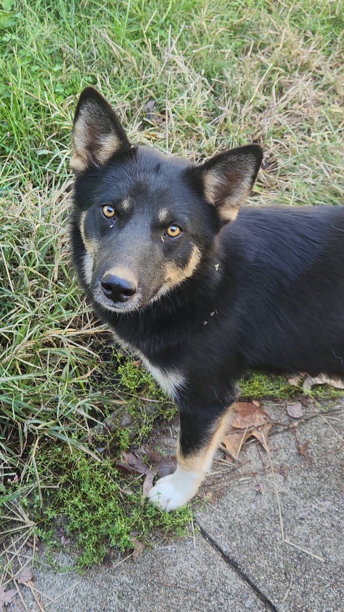 BBCasserole_VRC's tweet image. in my head . . . . he&apos;s nicknamed Pablo. 
#PABLO #dogs