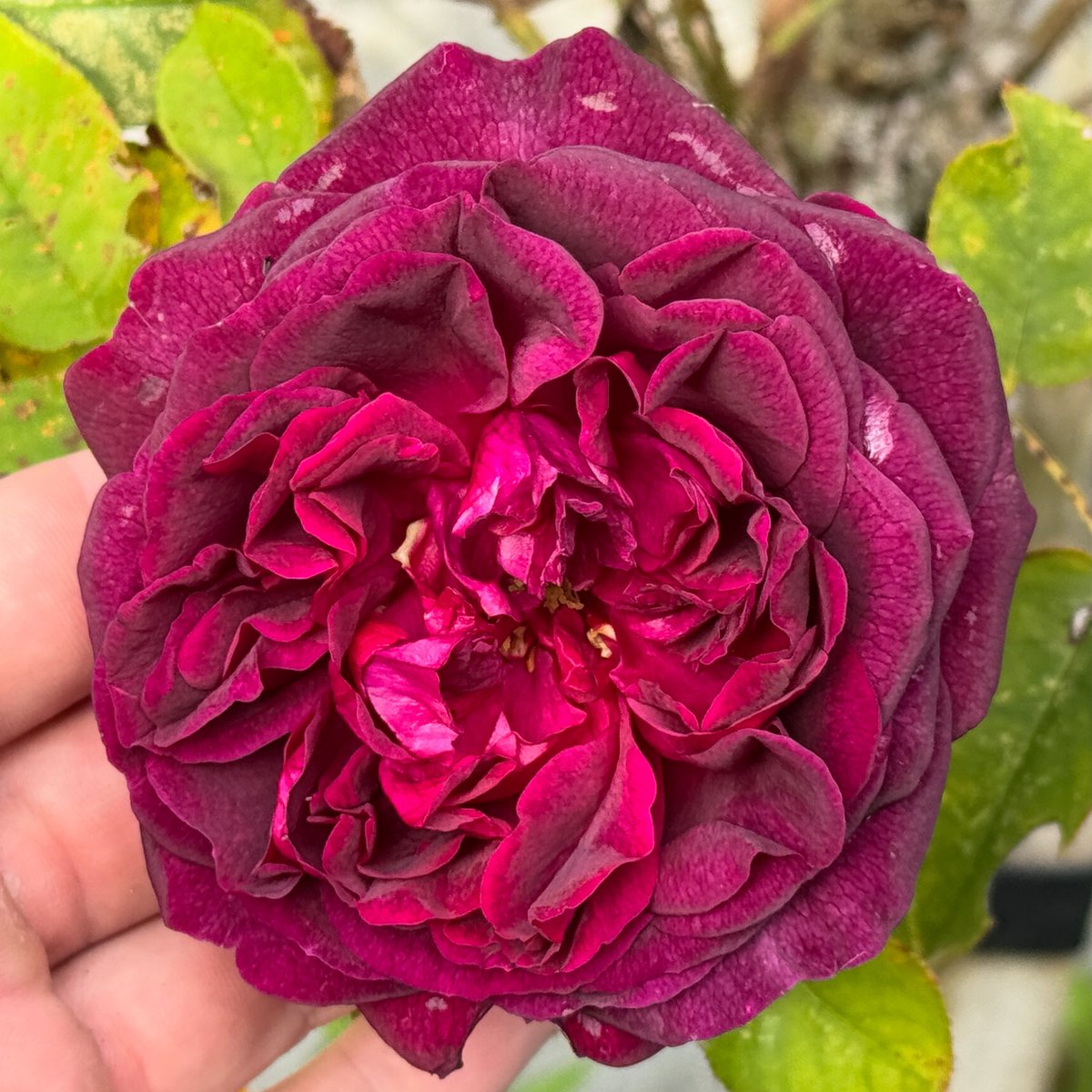 thomasjameswynn's tweet image. Rosa ‘Munstead Wood’.